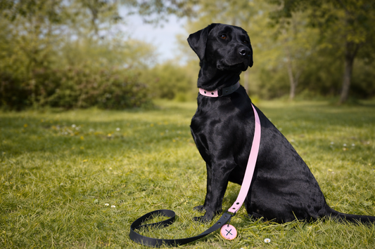 Colour Contrast Dog Collar | 25mm