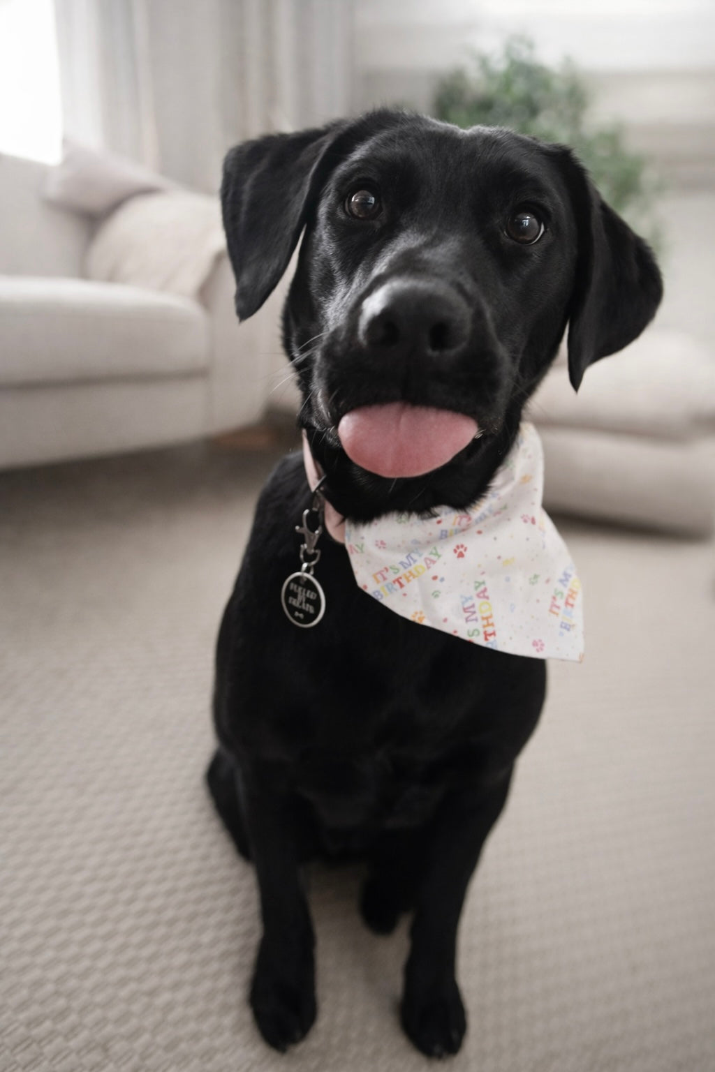 Birthday Bandana