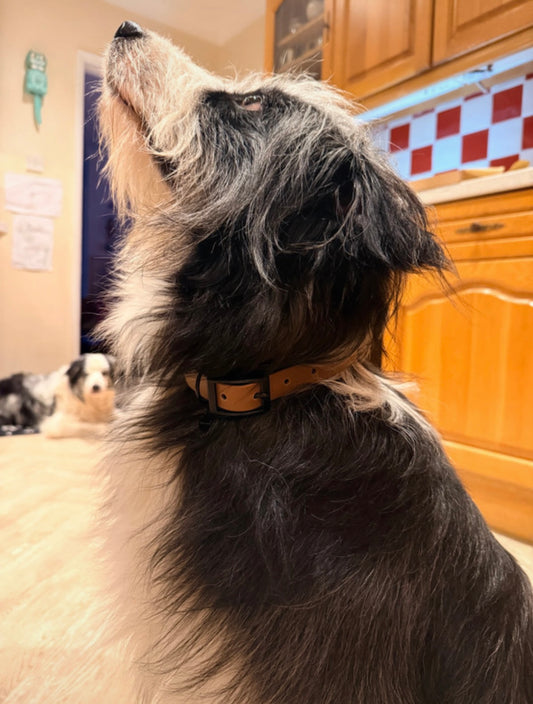 Tuscany Waterproof Biothane Dog Collar