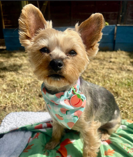 Peachy Bandana