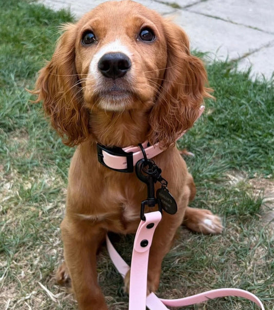 Candy Pink Waterproof Biothane Dog Lead