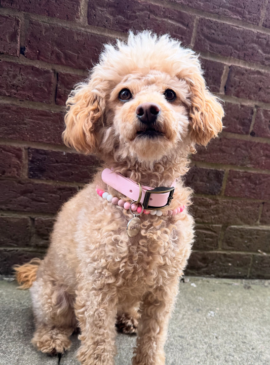 Candy Pink Waterproof Biothane Dog Collar