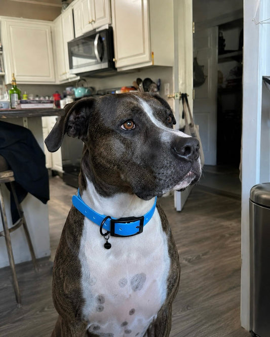 Sapphire Waterproof Biothane Dog Collar