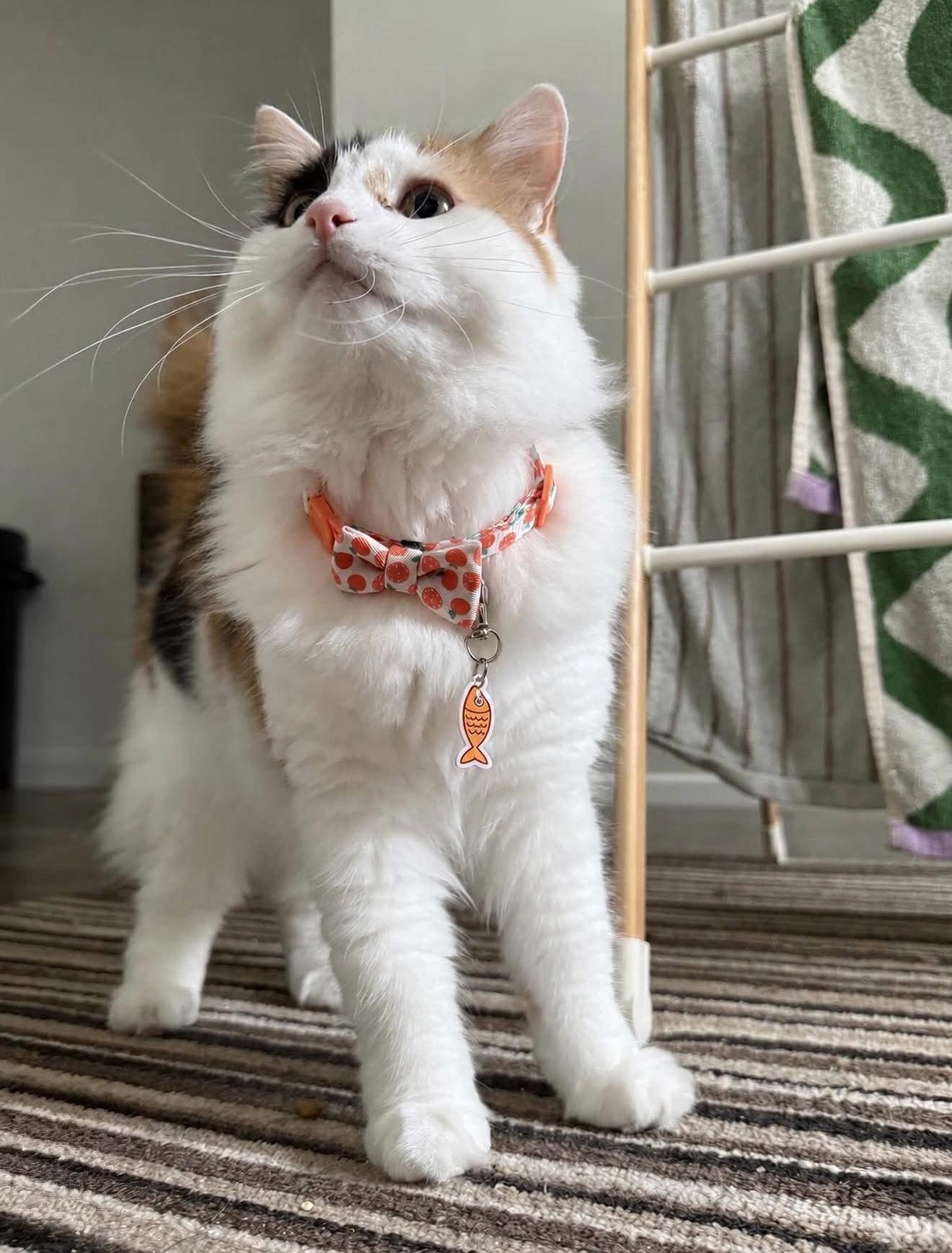 The Whisker Room