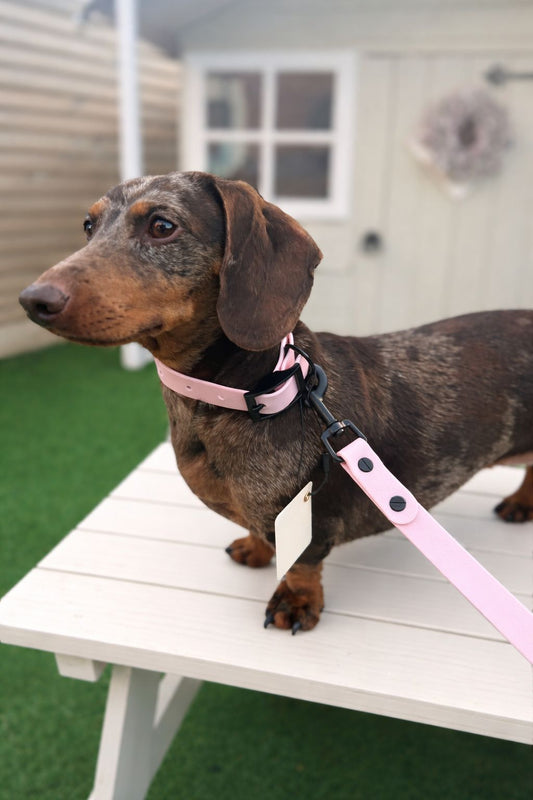 Candy Pink Dog Lead