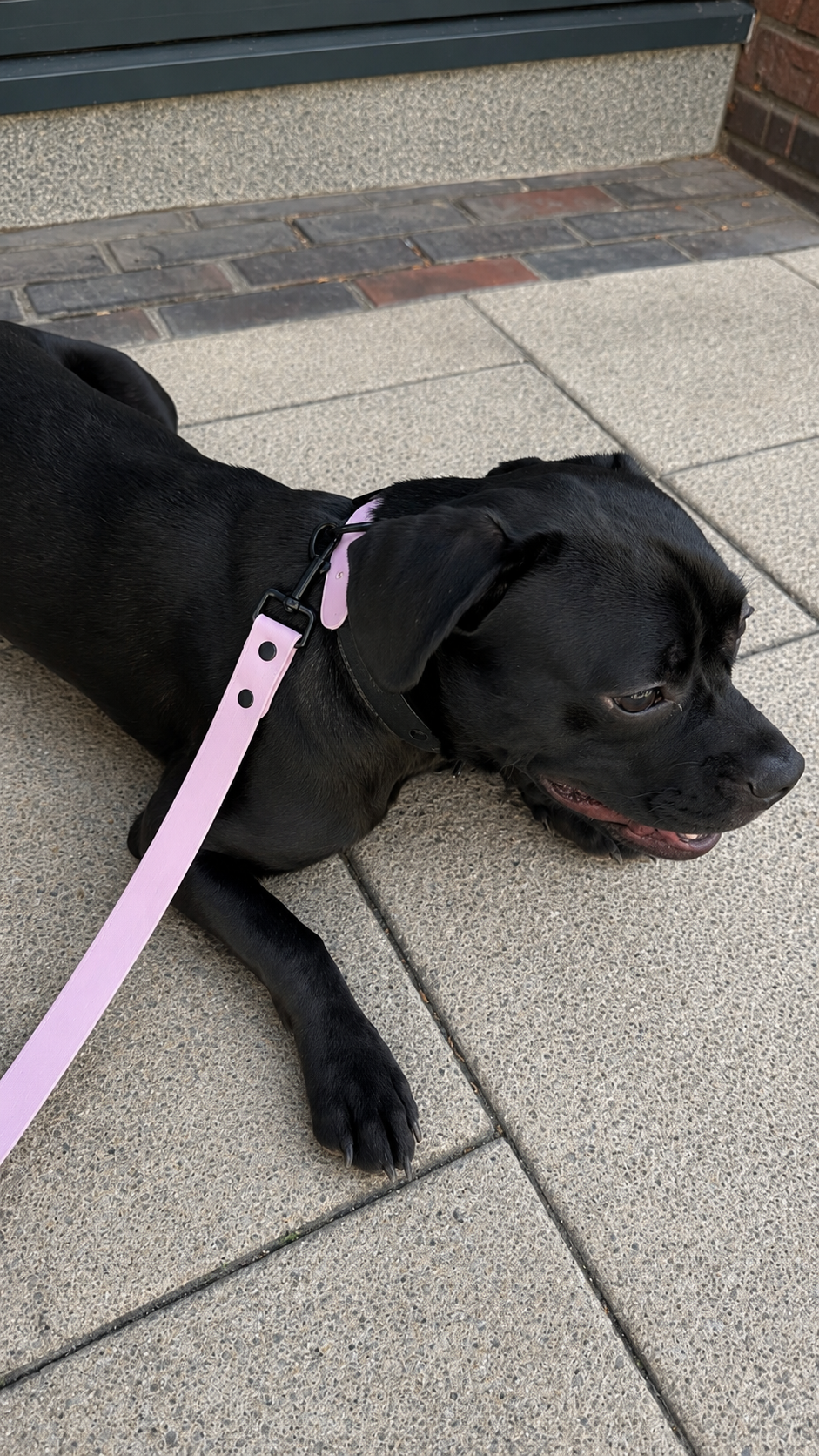 Colour Contrast Dog Collar | 25mm