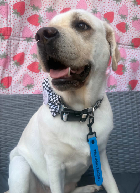 The Add-on Dog Awareness Tags