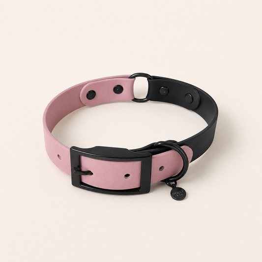 Colour Contrast Dog Collar | 25mm