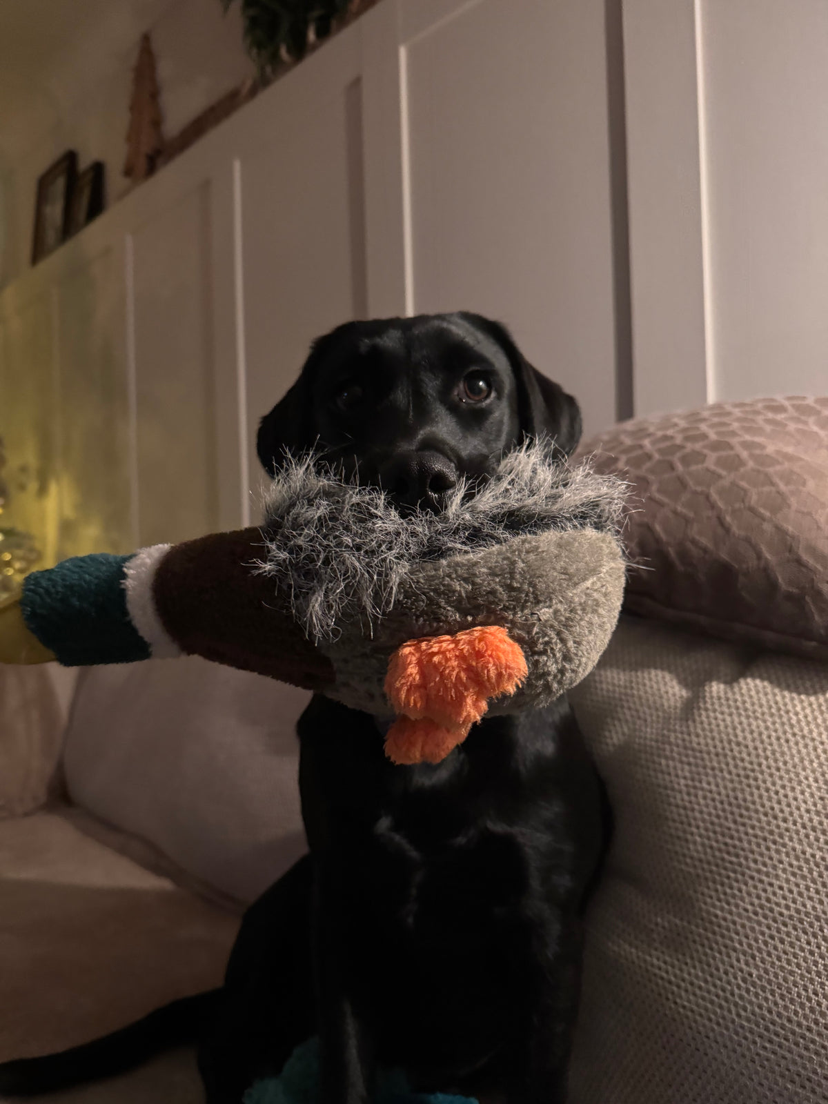 Petface Honking Duck Plush Dog Toy