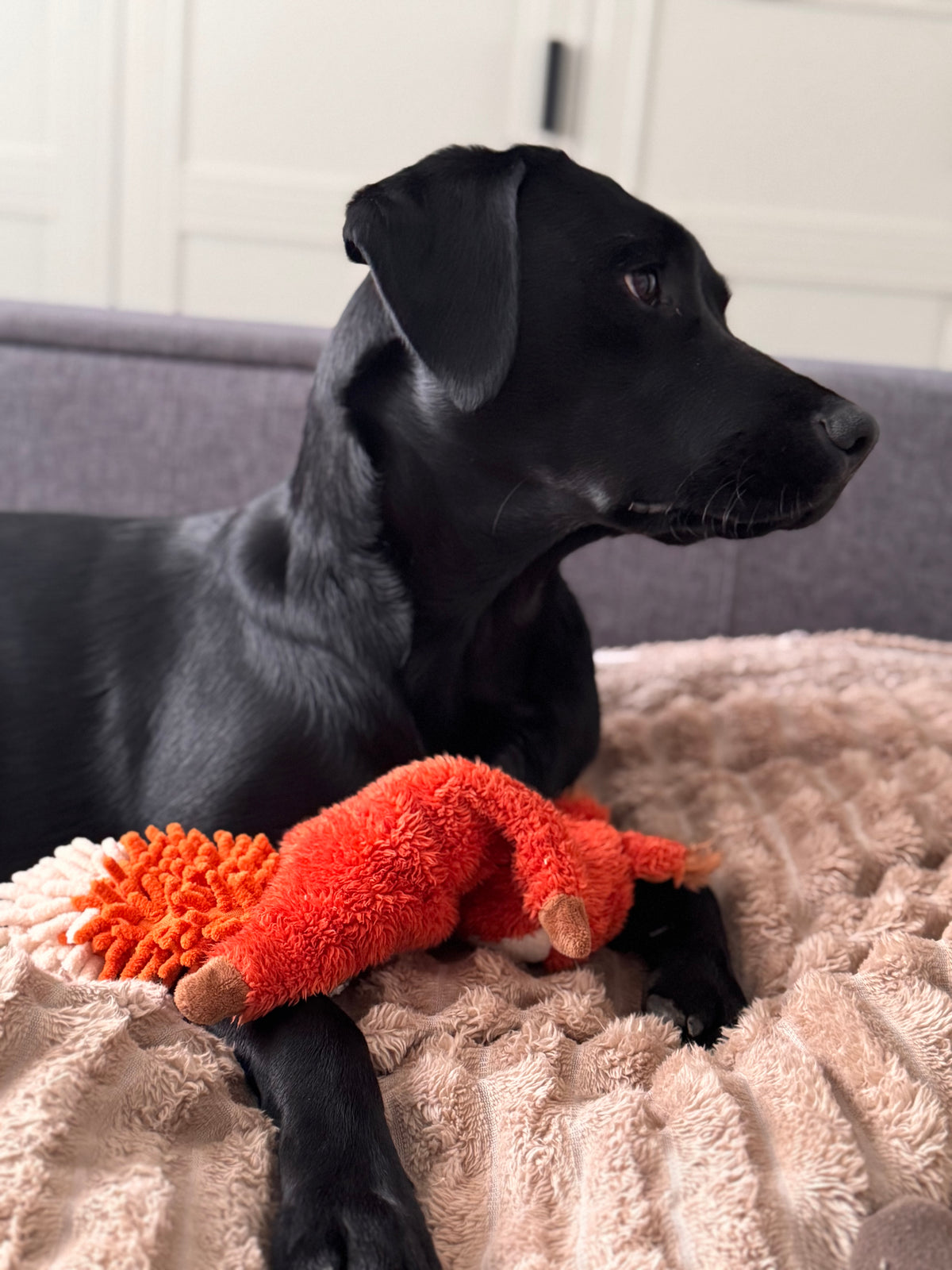 Petface Saffia Squirrel Crinkle Dog Toy