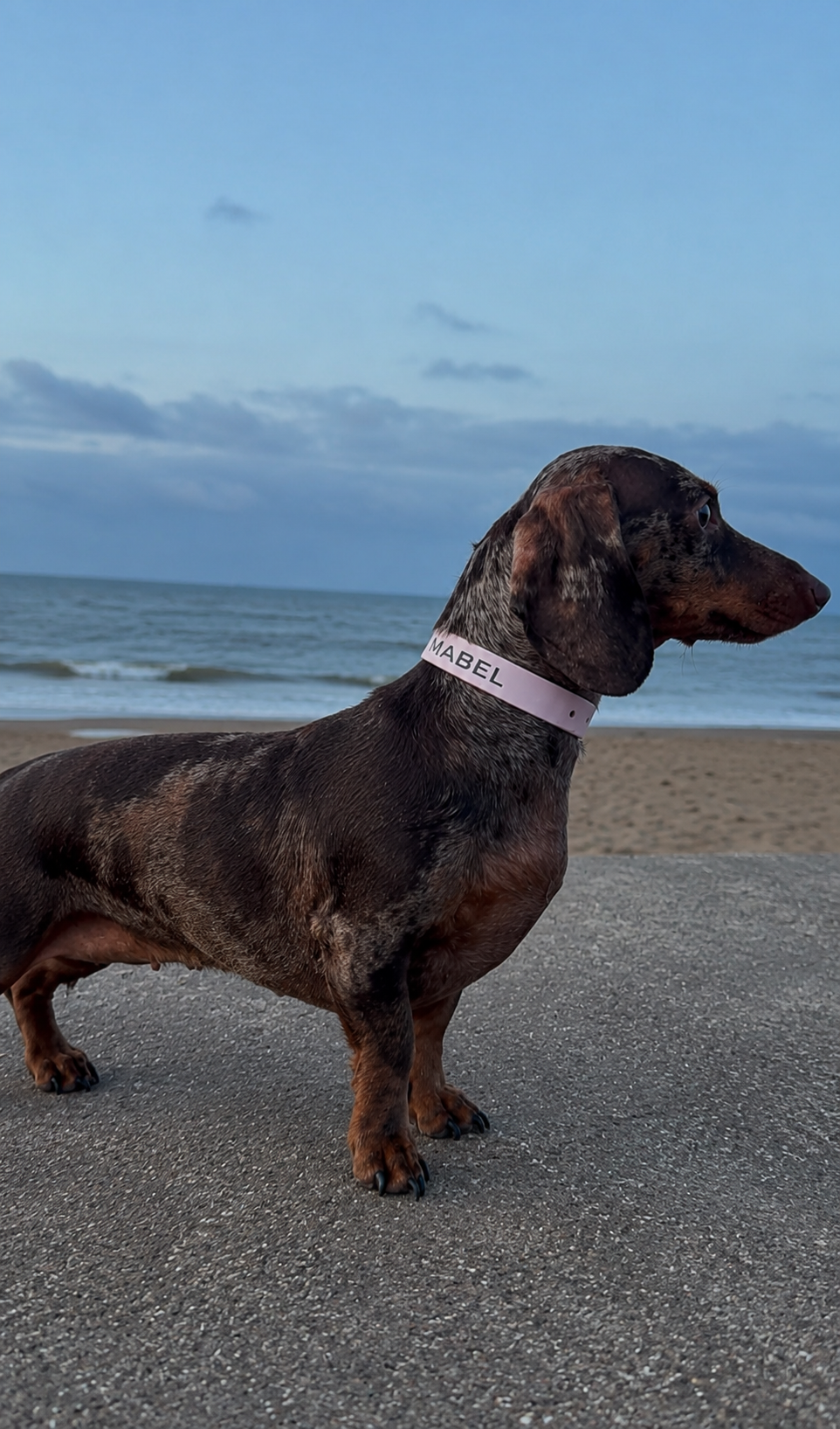 A dachshund standing on a beach wearing a light pink waterproof biothane collar with the name 'ABEL' printed on it.