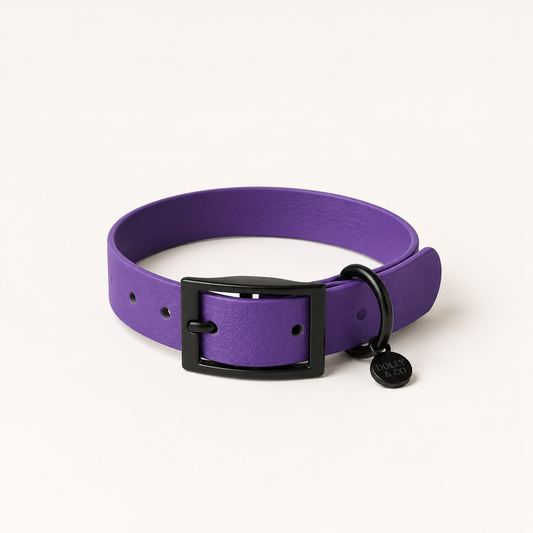 Violet Dog Collar