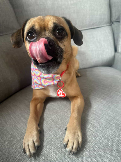 Beanie Tag