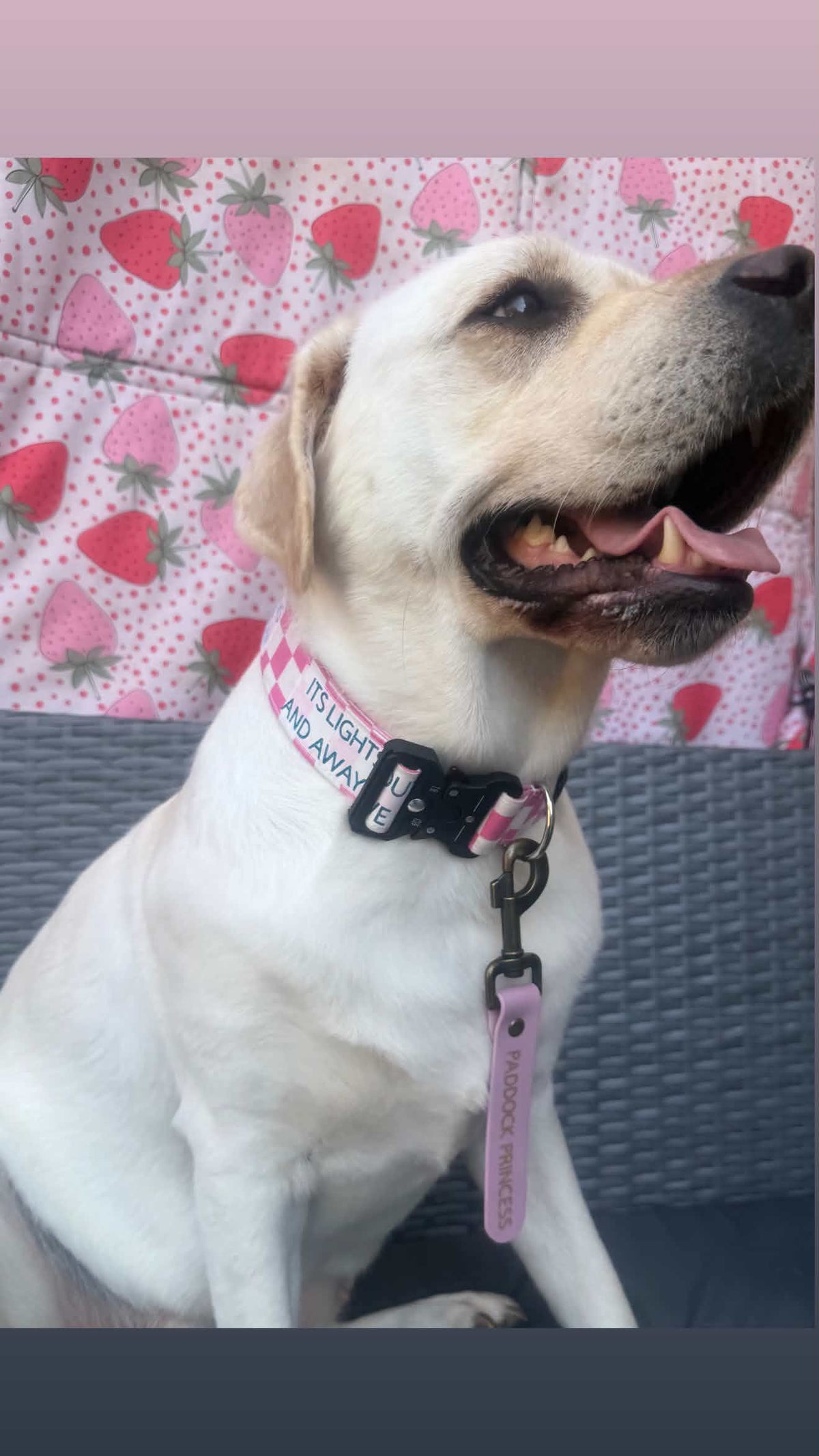 The Add-on Dog Awareness Tags