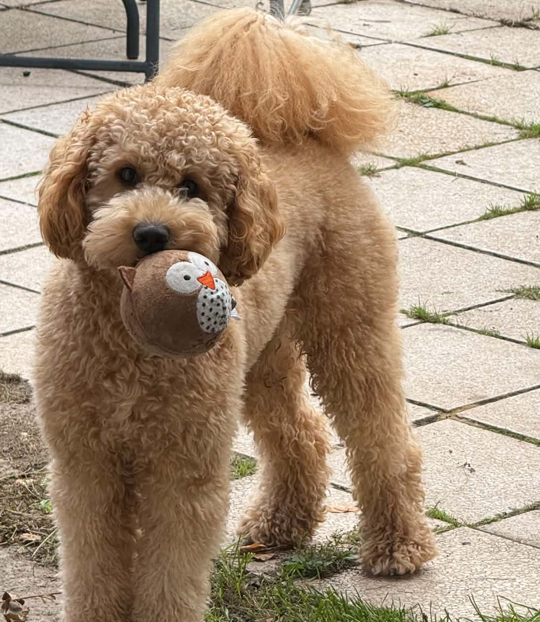 Petface Round Owl Plush Ball Dog Toy