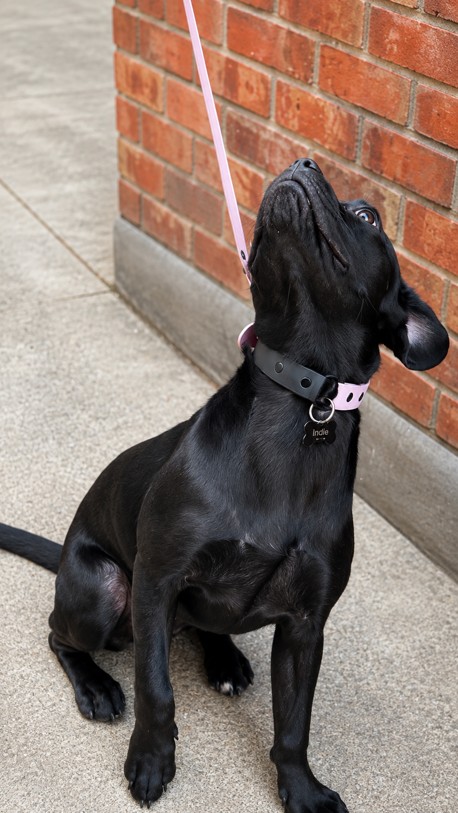 Colour Contrast Dog Collar | 25mm