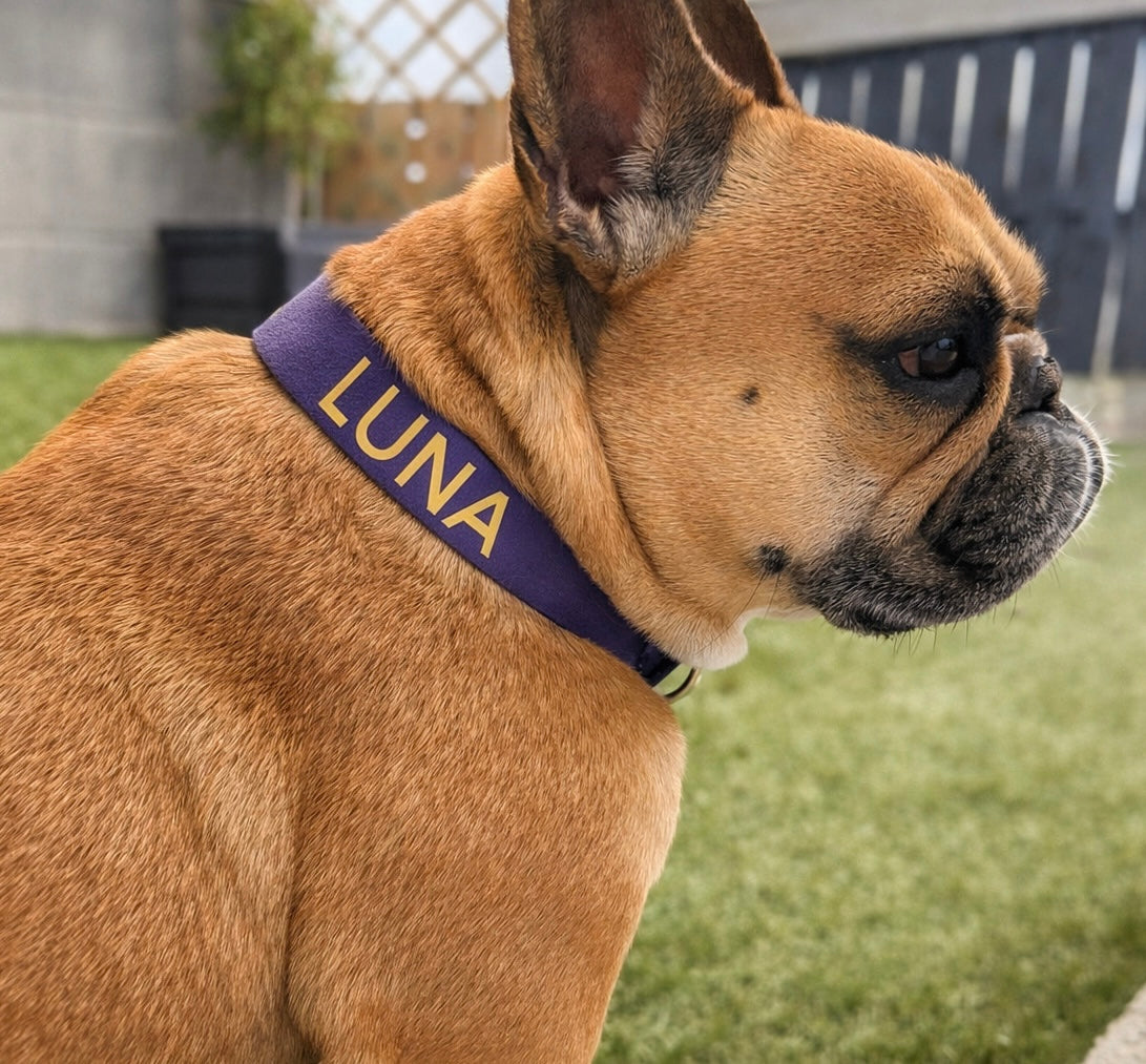 Dog wearing a waterproof biothane collar with 'LUNA' on it, standing outdoors.
