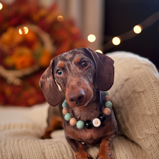 The Daisy Beaded Dog Collar