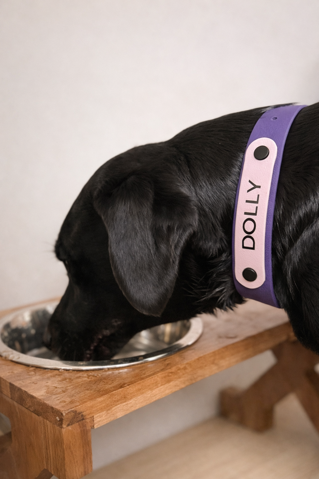 The Name Plate Dog Collar