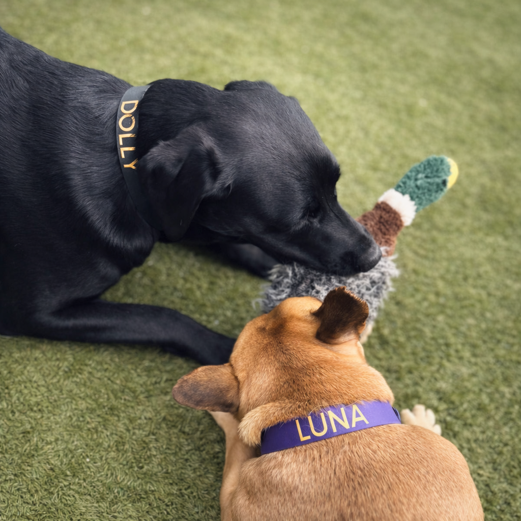 The Personalised Dog Collar