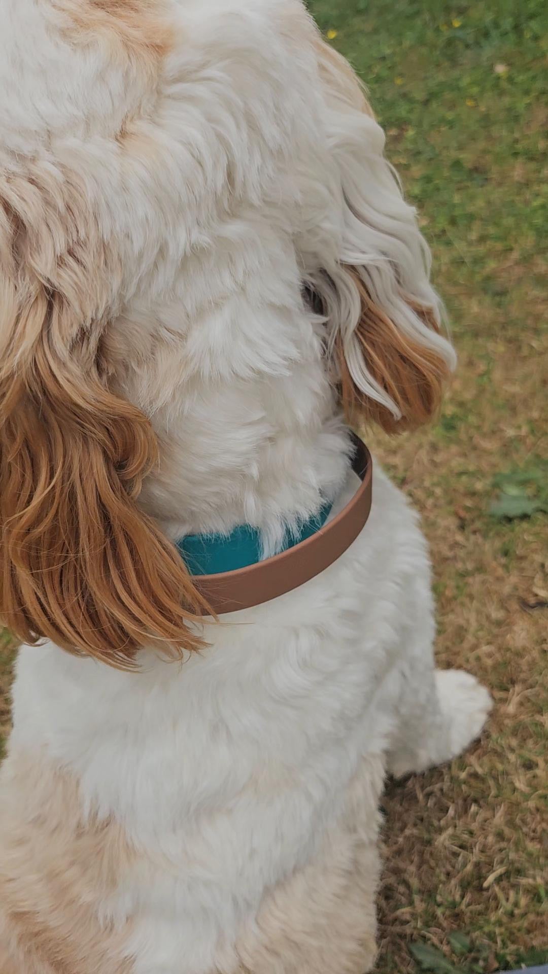 The Utility Grip Dog Collar