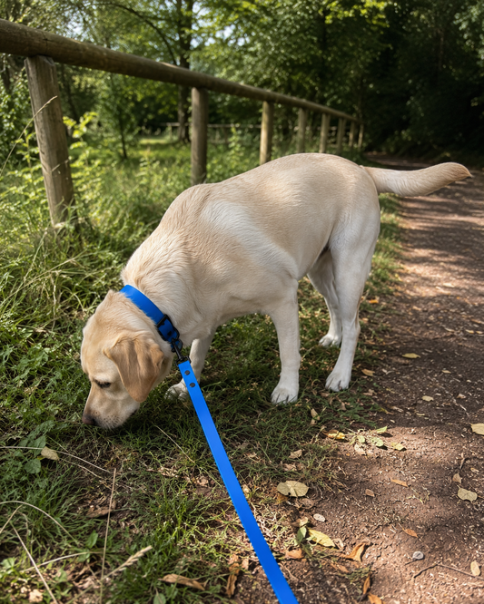 Sapphire Waterproof Biothane Dog Lead