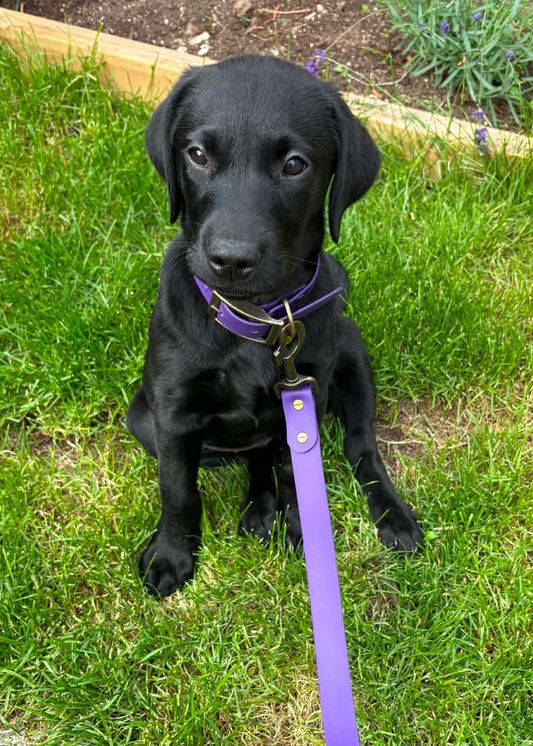 Violet Waterproof Biothane Dog Lead