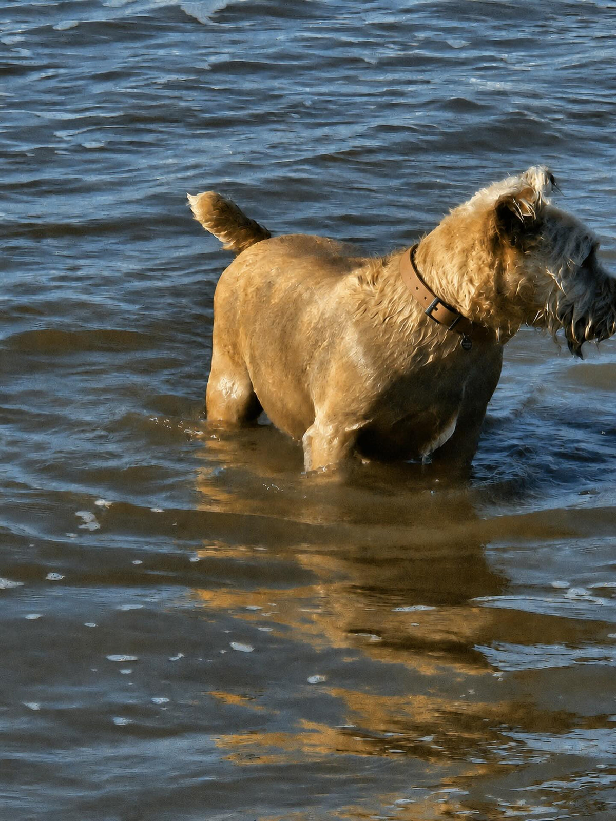 Tuscany Waterproof Biothane Dog Collar