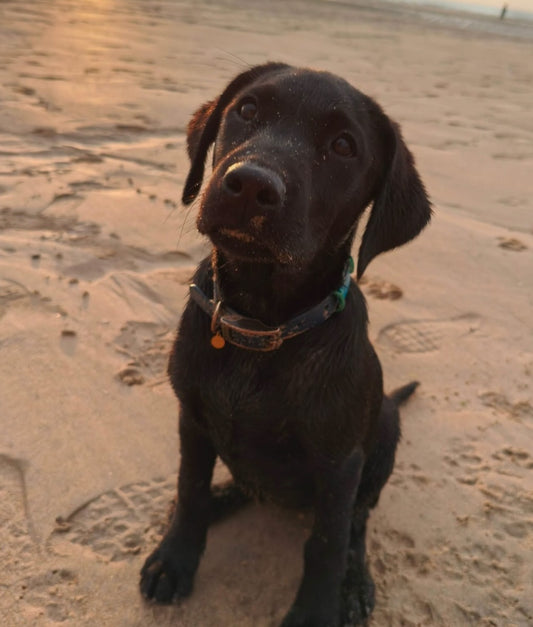 Night Sea Waterproof Biothane Dog Collar