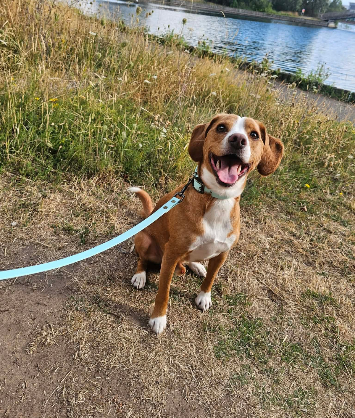 Arctic Mist Waterproof Biothane Dog Lead