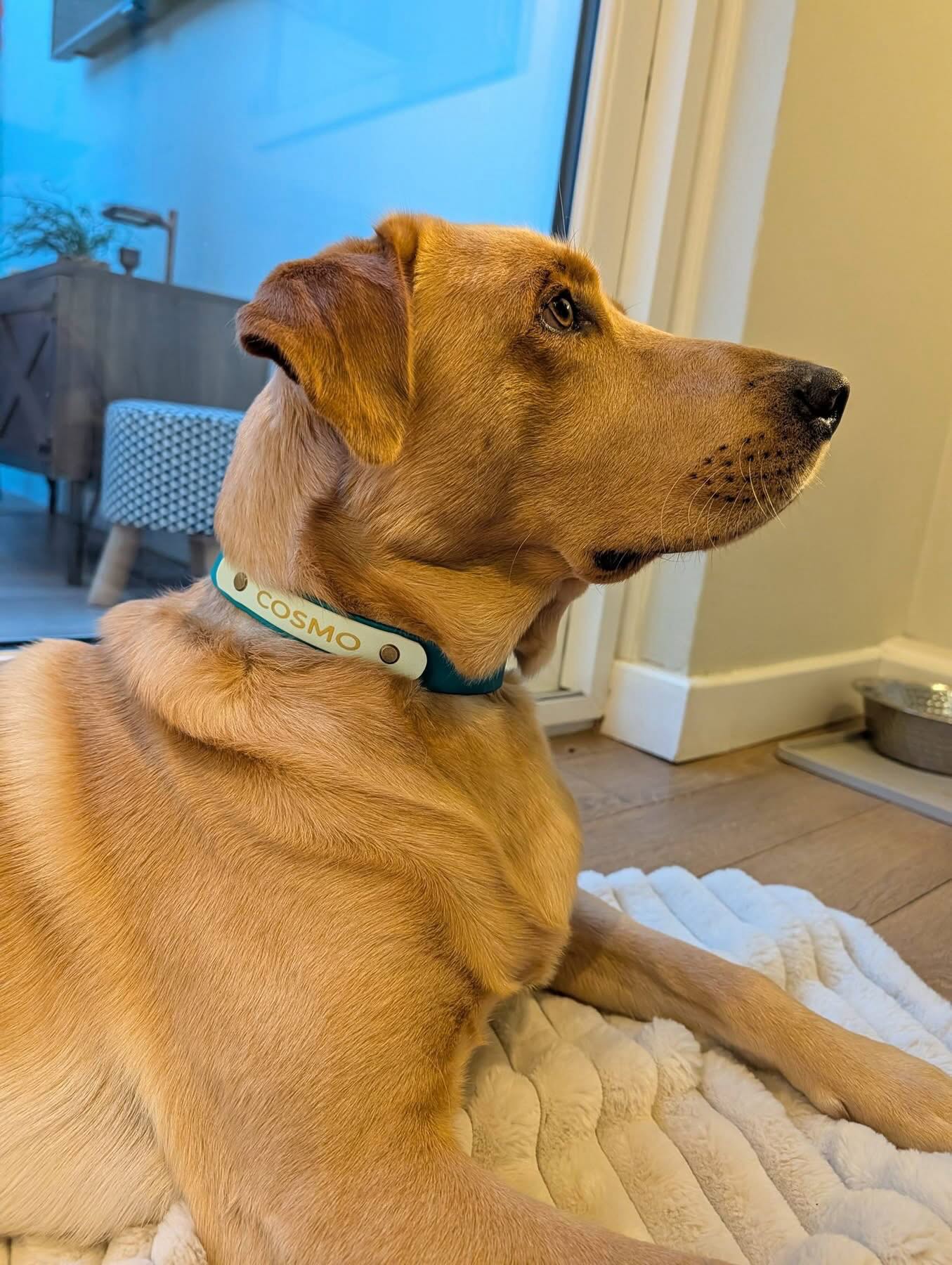 A golden retriever dog wearing a teal and white name plate waterproof collar with the name 'COSMO' printed on it, lying on a cream-colored blanket in an indoor setting.